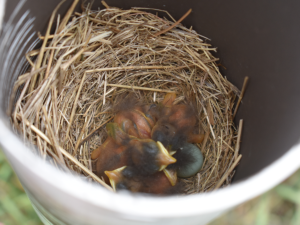 A nest of bluebird hatchlings.