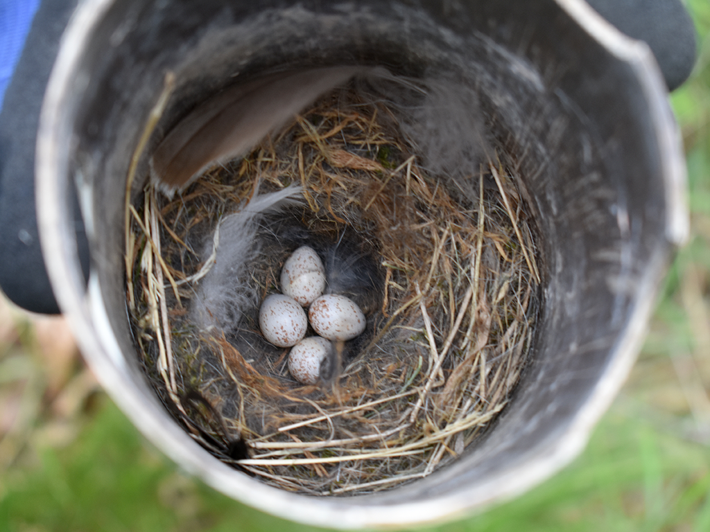 A tidy chickadee nest with eggs.