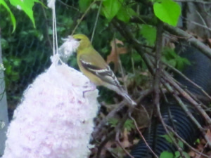 American Goldfinch with Best Nest nesting material