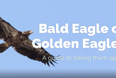 Bald Eagle or Golden Eagle? A guide to telling them apart.