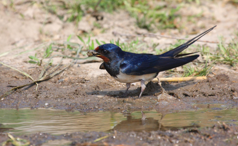 Minnesota S Swallows All Seasons Wild Bird Store