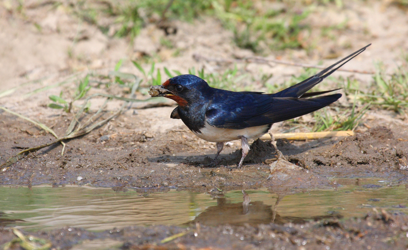 Barn Swallow getting mud from a puddle