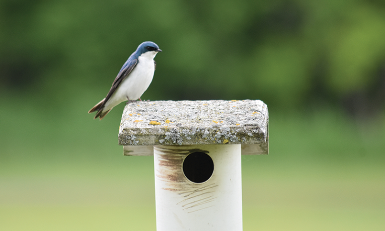 Minnesota's Swallows - All Seasons Wild Bird Store