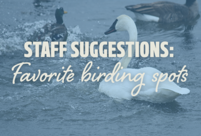Staff Suggestions: Favorite Birding Spots