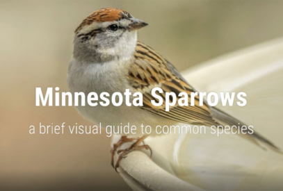 Minnesota Sparrows