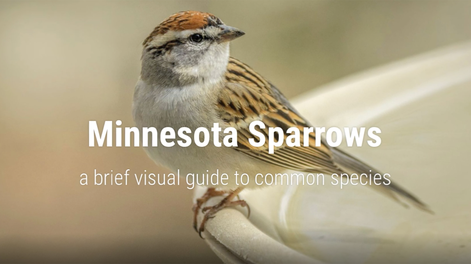 VIDEO Minnesota Sparrows All Seasons Wild Bird Store