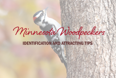 Minnesota Woodpeckers: Identification and Attracting Tips