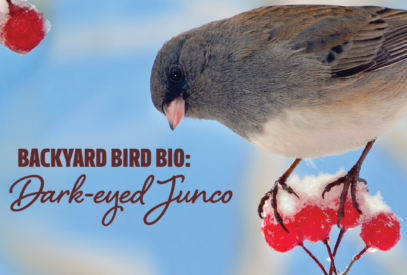 Backyard bird bio: Dark-eyed junco