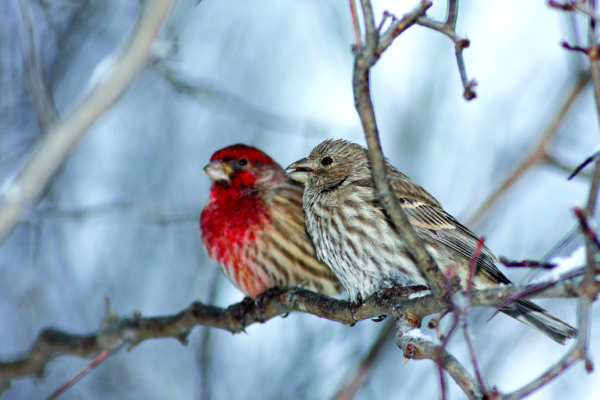 Male and female House Finch