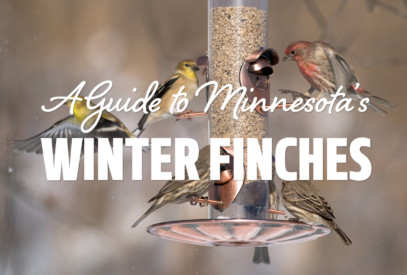 A guide to Minnesota's winter finches