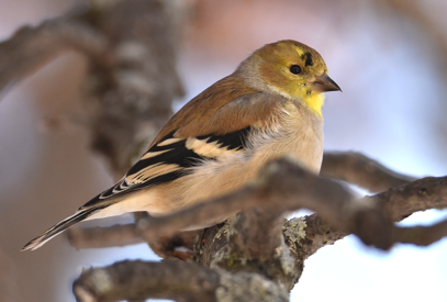 Winter plumage American Goldfinch