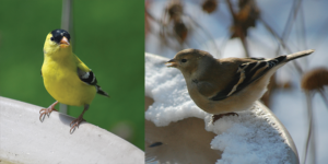American Goldfinch in summer (left) and winter (right) plumage