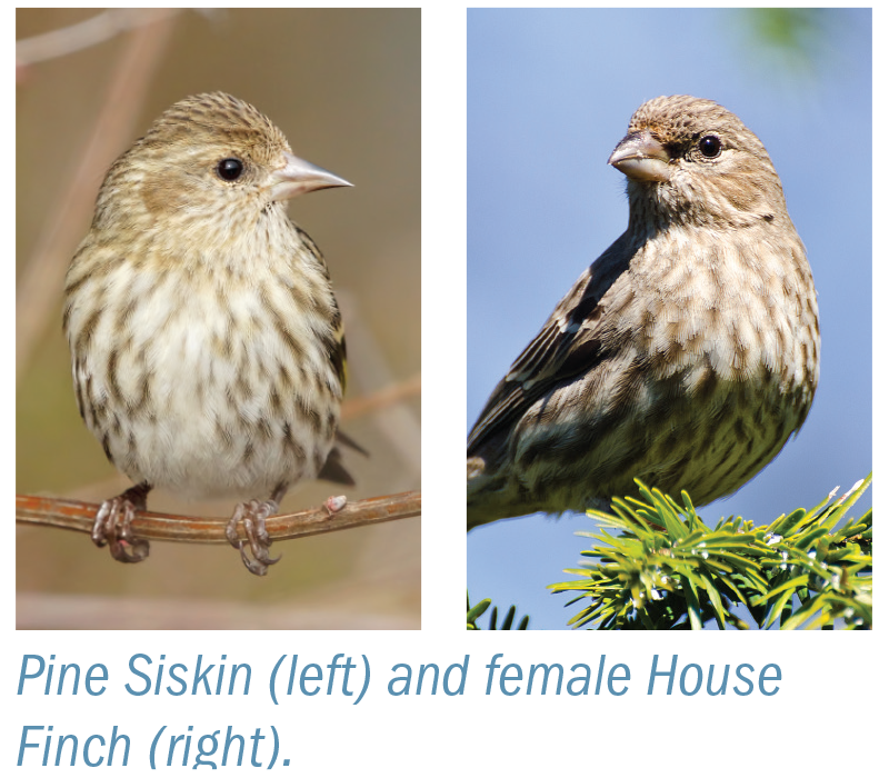 Similar species: pine siskin and house finch