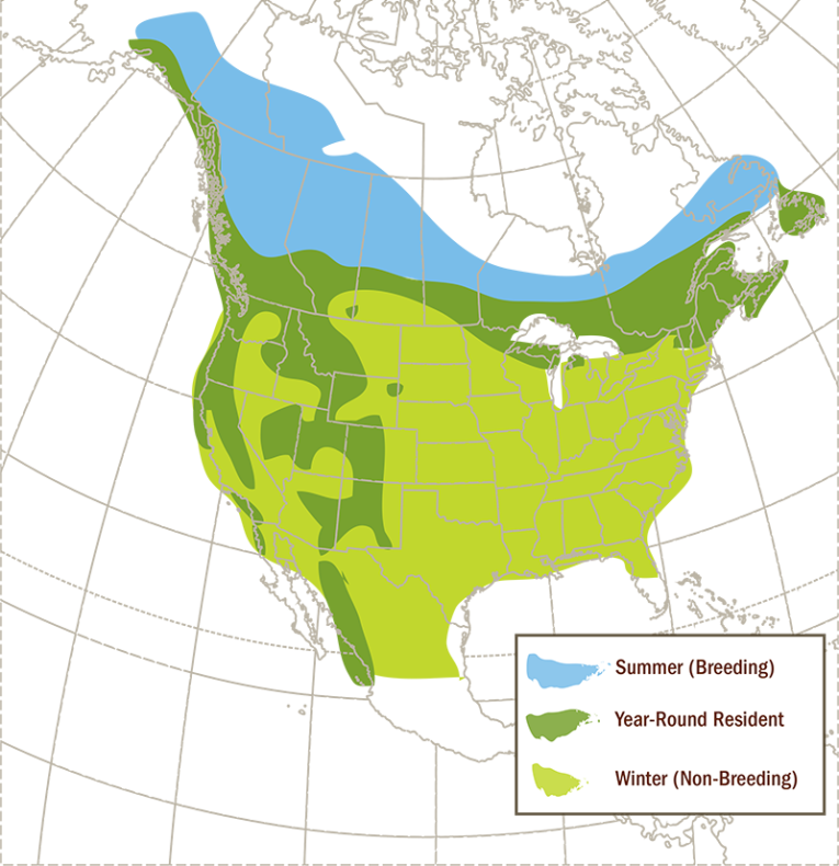 Pine Siskins - All Seasons Wild Bird Store