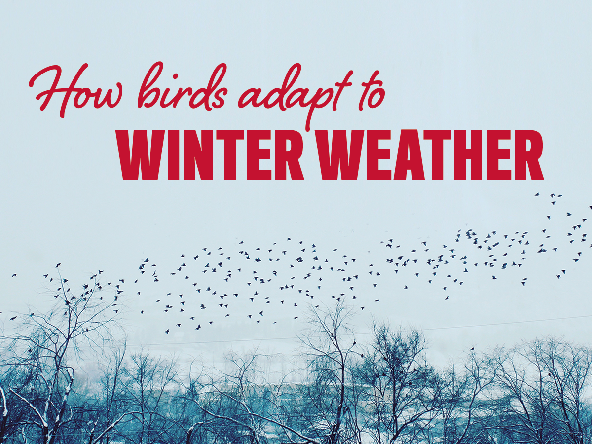How birds adapt to winter weather