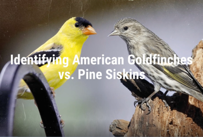 Identifying American Goldfinches versus Pine Siskins
