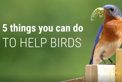 5 things you can do to help birds
