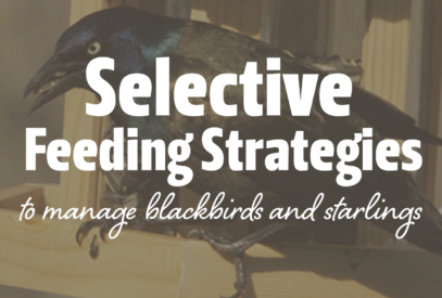 Selective Feeding Strategies to manage blackbirds and starlings