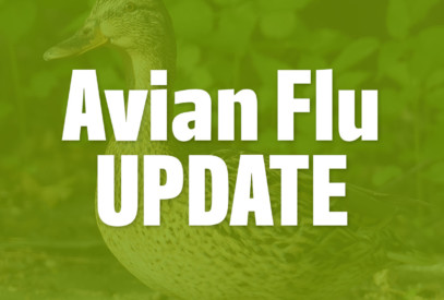 Avian flu update