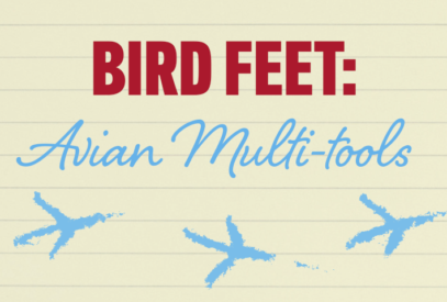 Bird Feet: Avian Multi-tools