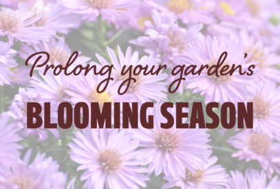 Prolong your garden's blooming season