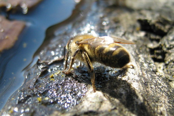Bee drinking water from shallow rock