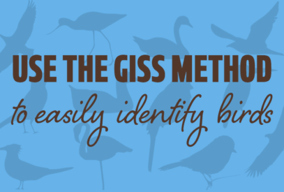 Use the GISS method to easily identify birds