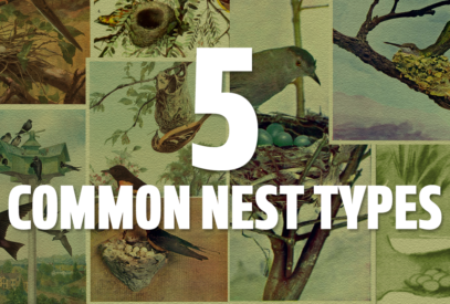 5 Common Nest Types