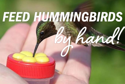 Feed hummingbirds by hand