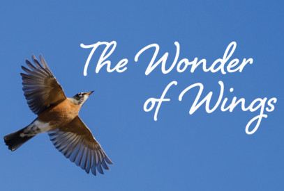 The Wonder of Wings