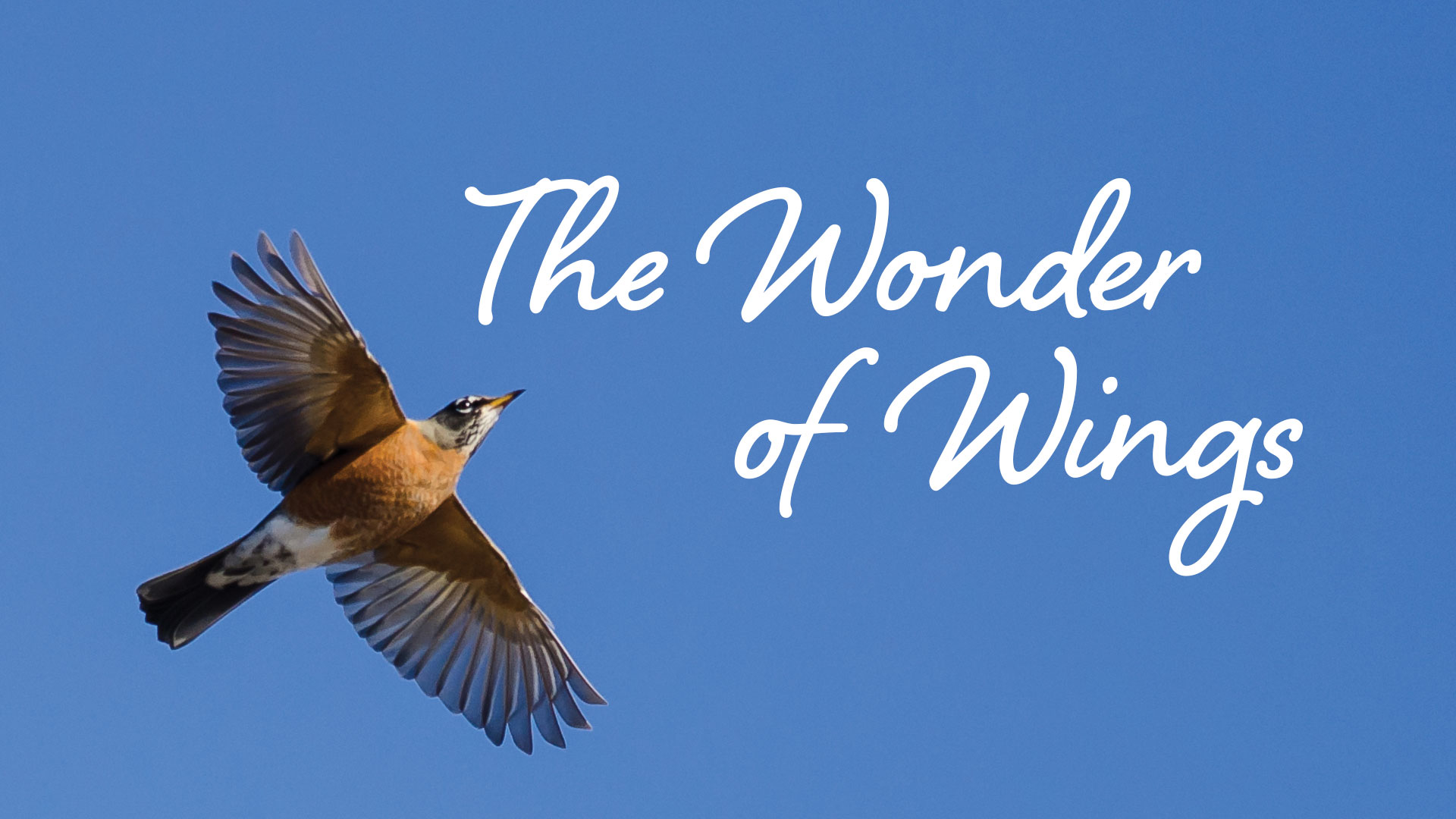 video-the-wonder-of-wings-all-seasons-wild-bird-store