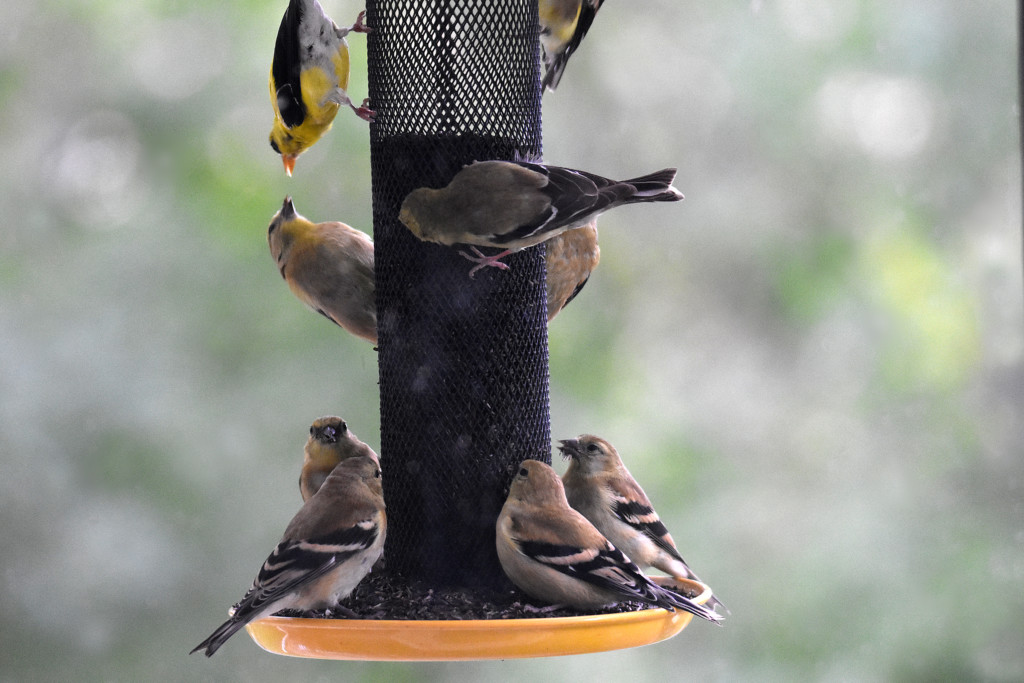 American Goldfinches on Nyjer feeder