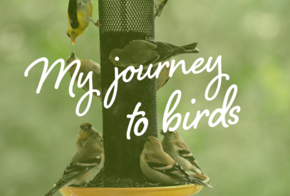 My journey to birds