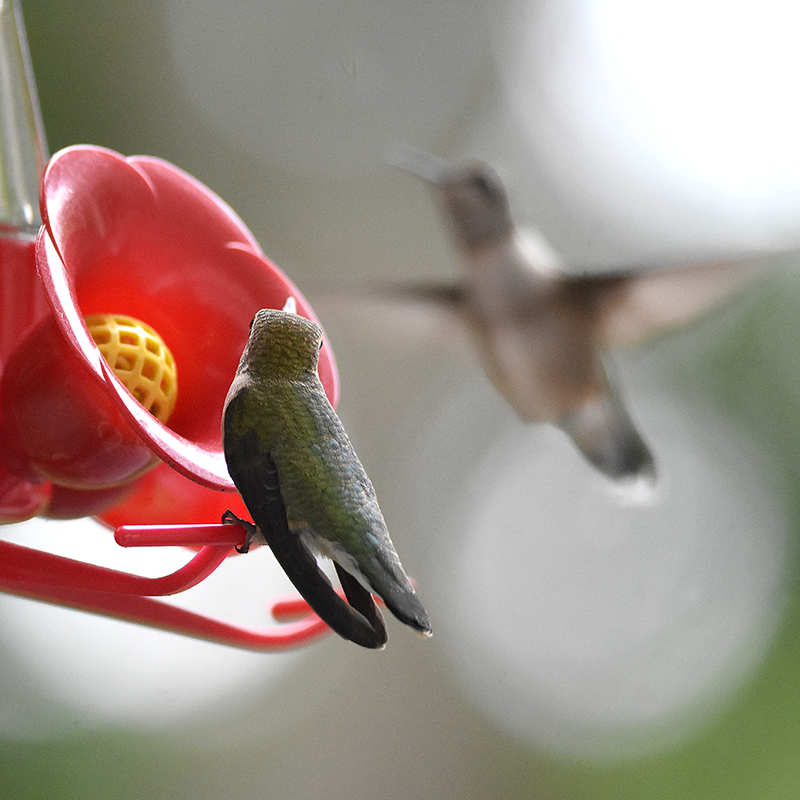 Ruby-throated hummingbirds