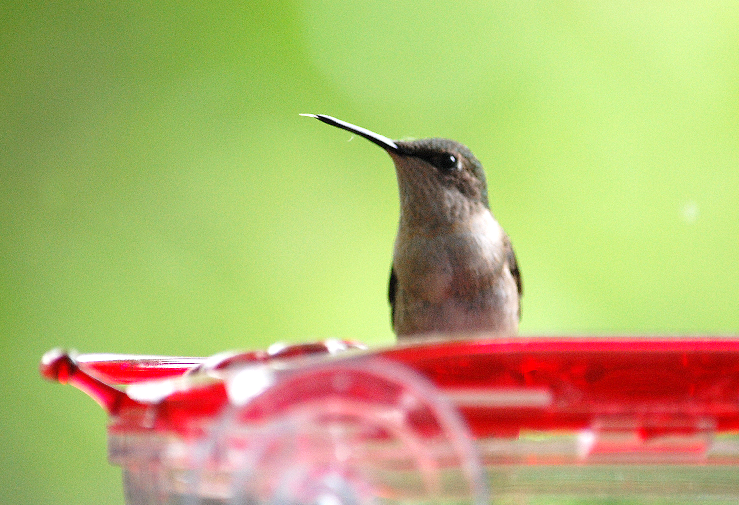 Hummingbird window feeder