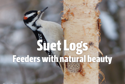 Suet Logs: Feeders with natural beauty