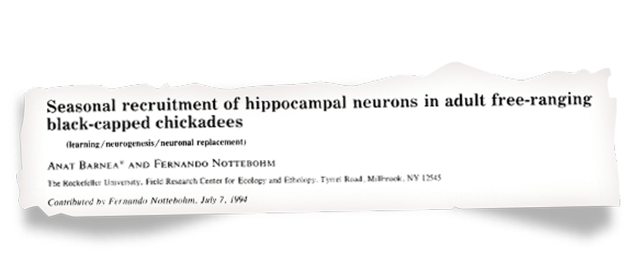 Torn paper showing research headline: Seasonal recruitment of hippocampal neurons in adult free-ranging black-capped chickadees