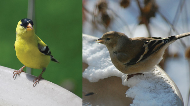 Goldfinch in bright yellow plumage in summer (left) and winter's dull olive plumage (right)