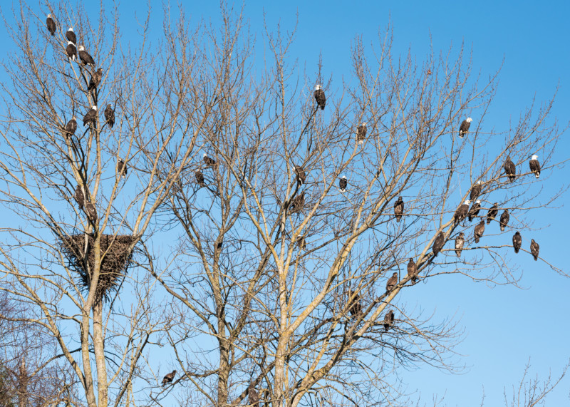 Dozens of Bald Eagles in a leafless tree