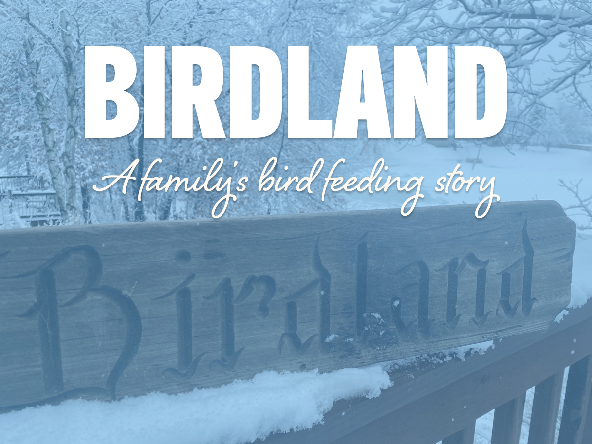 Birdland: a family's bird feeding story