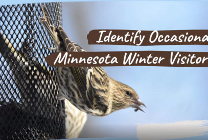 Identify Occasional Minnesota Winter Visitors