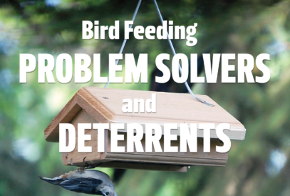 Bird Feeding Problem Solvers and Deterrents