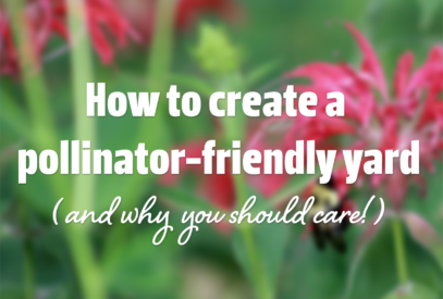 How to create a pollinator-friendly yard (and why you should care)