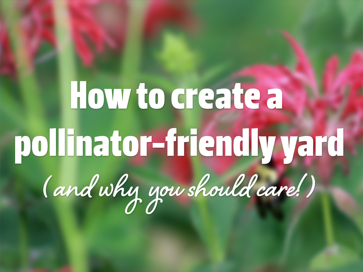 How to create a pollinator-friendly yard (and why you should care)