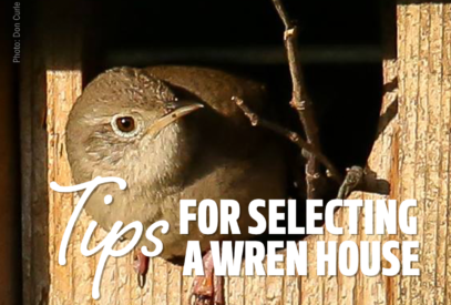 Tips for selecting a wren house
