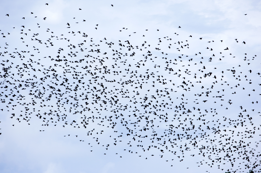 Bird migration - large flock of blackbirds