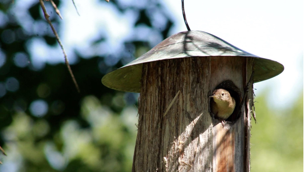Wren peeking out of bird house. Photo by Ann McCarthy