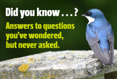 Did you know? Answers to questions you've wondered, but never asked about birds.