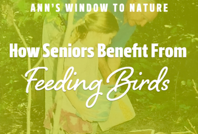 How seniors benefit from feeding birds