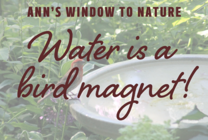 Ann's Window to Nature: Water is a bird magnet!
